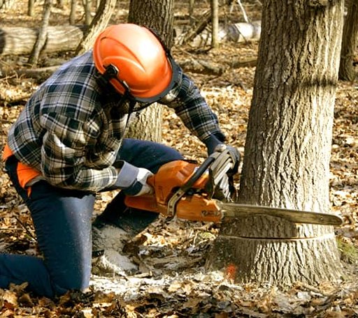 Tree Removal in Round Hill, VA